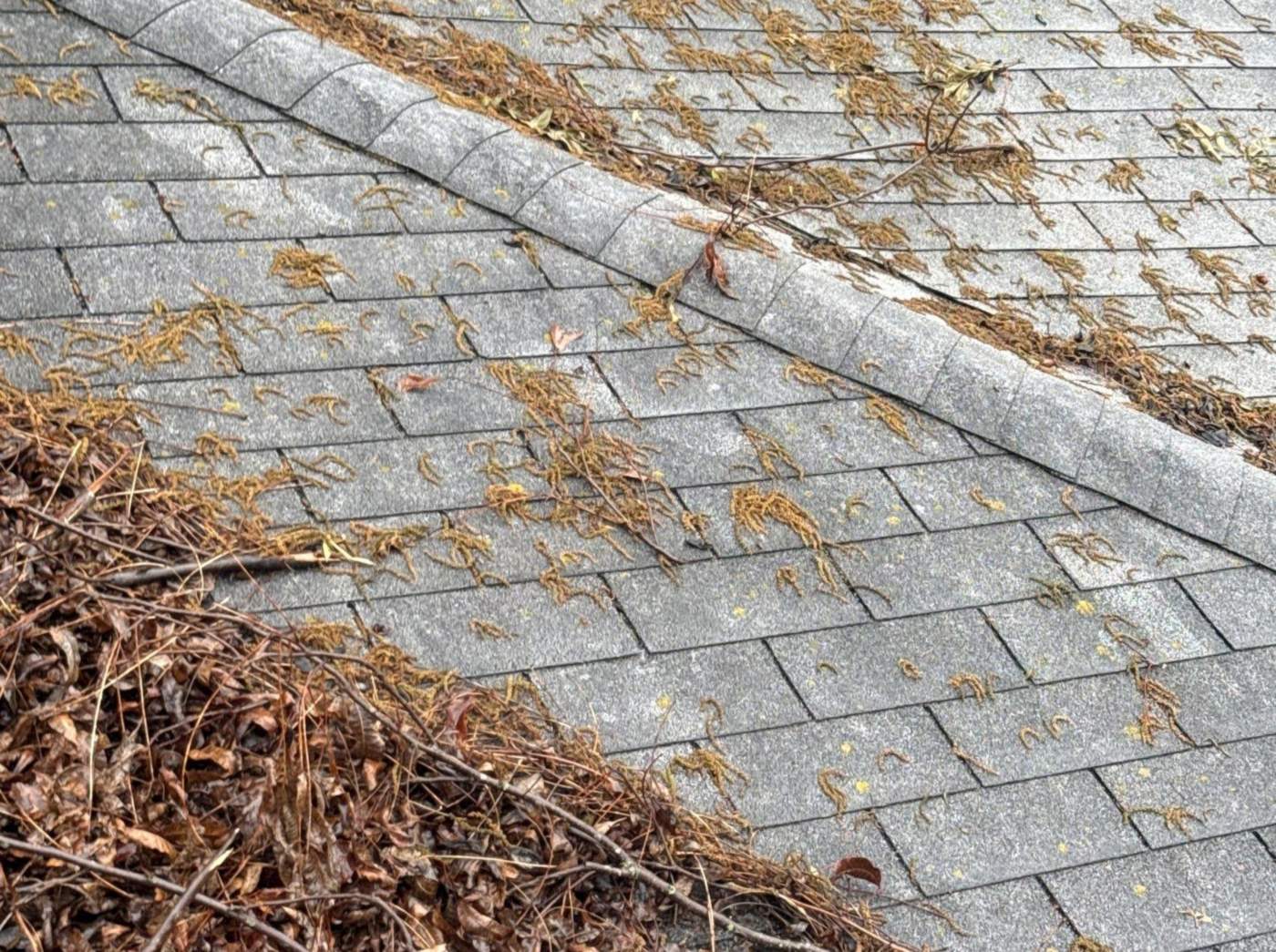 Aging shingle roof with debris needing repair in Shreveport